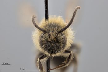 Media type: image;   Entomology 772947 Aspect: head frontal view